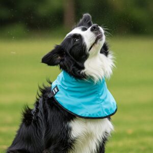 Energetic Border Collie shaking its head while wearing a cooling towel to stay comfortable.